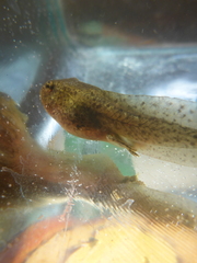 Lithobates palustris