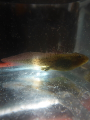 Lithobates palustris