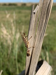 Paramantispa prolixa