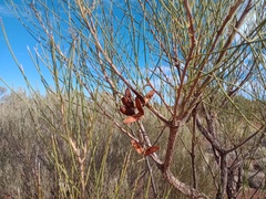 Hakea lorea