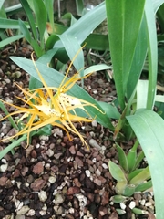 Brassia andina