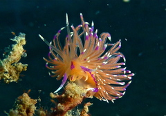 Unidentia aliciae