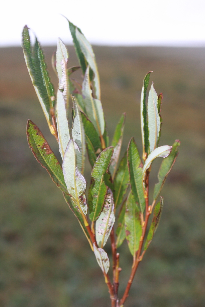 Labrador willow