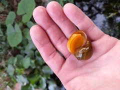 Pomacea canaliculata