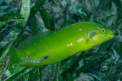 Seagrass Wrasse photo 1