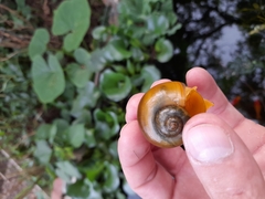 Pomacea canaliculata