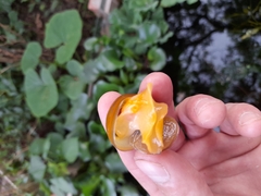 Pomacea canaliculata