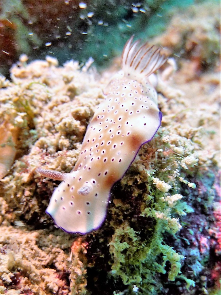 Tryon's Hypselodoris
