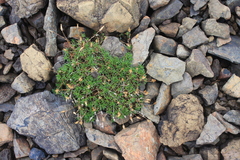 Cherleria marcescens