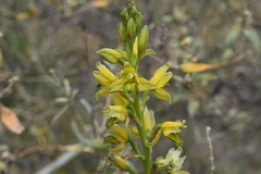 Chloraea multilineolata