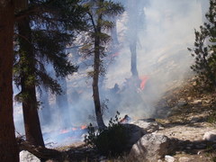 Pinus balfouriana