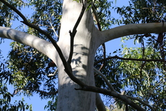 Eucalyptus saligna