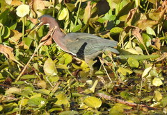 Butorides virescens image