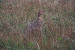 Lagopus lagopus alleni