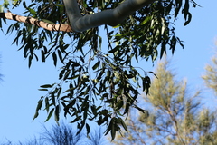 Eucalyptus saligna
