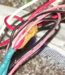 Megalopyge pyxidifera