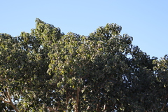 Ficus petiolaris