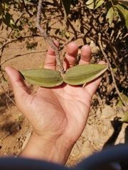 Cryptostegia grandiflora