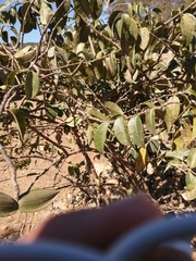 Cryptostegia grandiflora