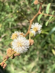 Mimosa tweedieana