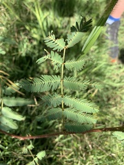 Mimosa tweedieana