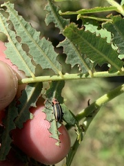 Eudiagogus episcopalis