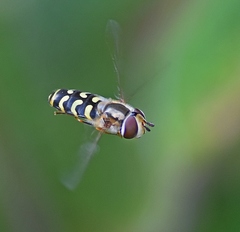 Scaeva dignota