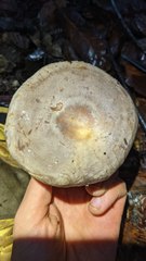 Lactarius argillaceifolius megacarpus