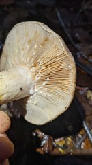 Lactarius argillaceifolius megacarpus