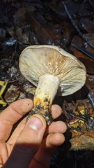 Lactarius argillaceifolius megacarpus