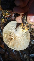 Lactarius argillaceifolius megacarpus