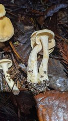 Hydnum oregonense