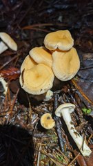 Hydnum oregonense