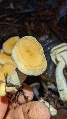 Hydnum oregonense