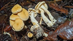 Hydnum oregonense
