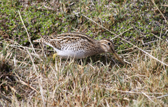 Gallinago magellanica