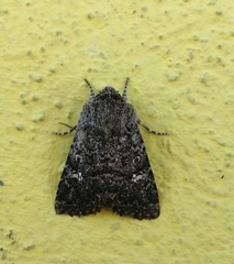 Properigea albimacula