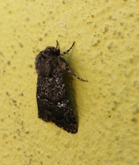 Properigea albimacula