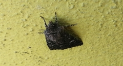 Properigea albimacula