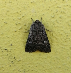 Properigea albimacula