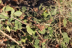 Rhynchosia precatoria