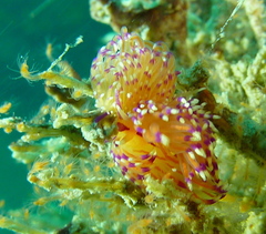 Unidentia aliciae