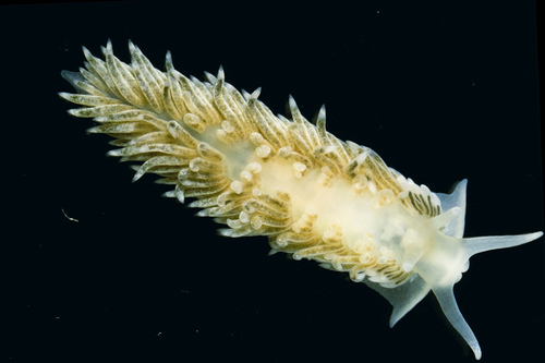 Aeolidiella alderi
