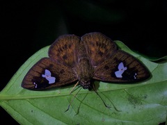 Celaenorrhinus asmara