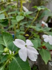 Impatiens