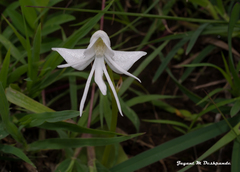 Habenaria grandifloriformis