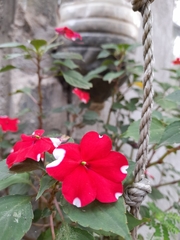 Impatiens walleriana