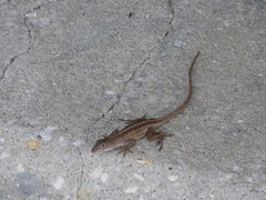 Anolis sagrei