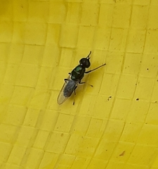 Prosopochrysa vitripennis