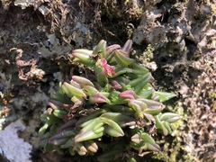 Epidendrum congestum